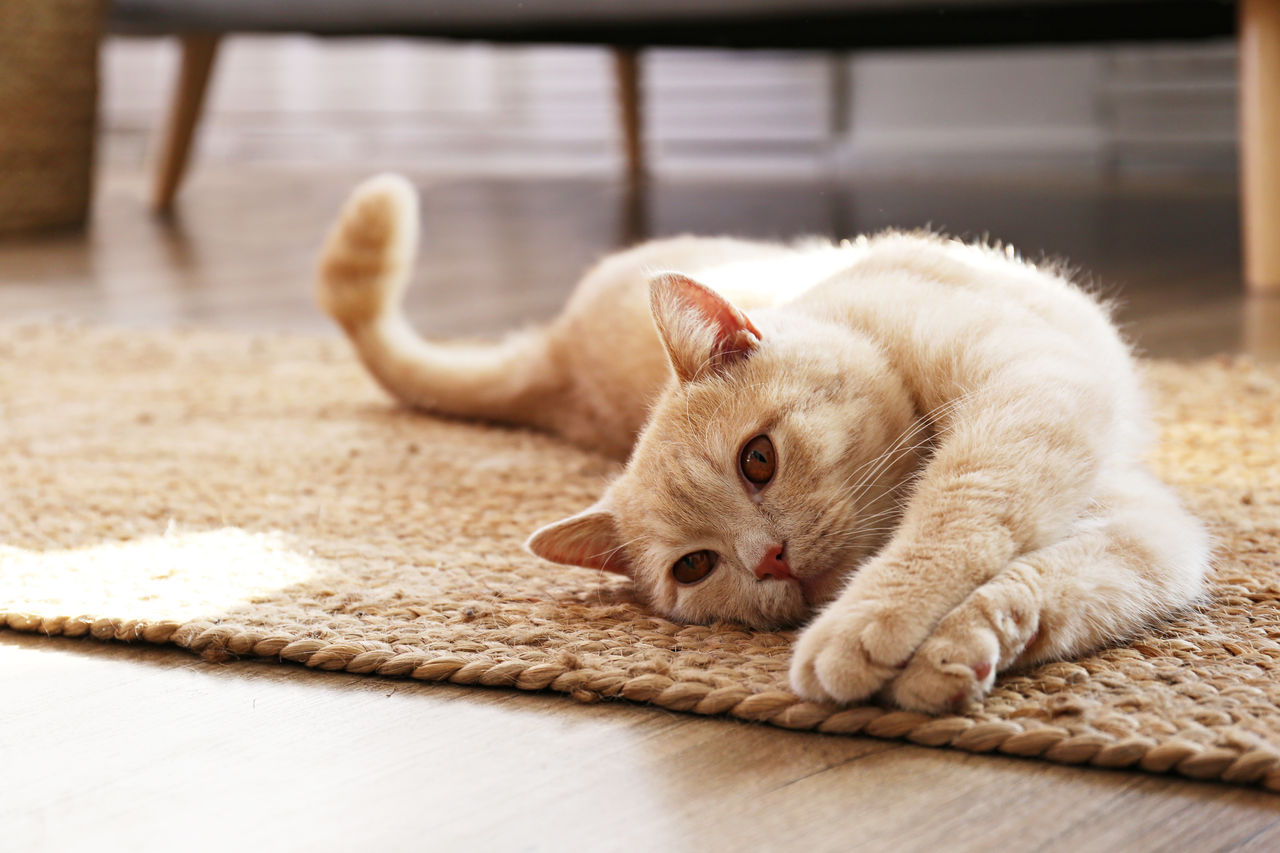 動物にまつわる建設用語